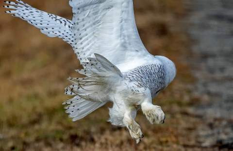 You just got MOONED by an owl!!!
